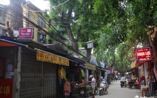 Lạ kỳ hàng cây cổ thụ mọc xuyên nhà dân ngay trung tâm Hà Nội