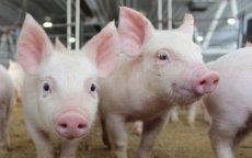 Giá lợn hơi tiếp tục tăng cao, yêu cầu địa phương ngăn chặn lợn lậu, lợn bệnh vào Việt Nam