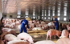 Thịt lợn đắt đỏ chưa từng có, tăng giá thách thức mọi 'lệnh' ép giảm