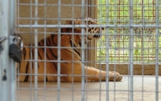 Vụ cứu 17 con hổ: Phí chăm sóc 20 triệu đồng/ngày, chưa có đơn vị nhận nuôi