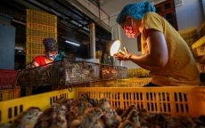 Kỳ lạ nhất Việt Nam: Một nghề trả thù lao 2 triệu/ngày vẫn luôn thiếu người