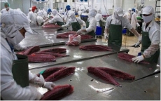 Xuất khẩu cá ngừ có tín hiệu hồi phục