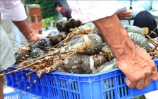 Thông tin mới nhất về xử lý vướng mắc xuất khẩu tôm hùm bông sang Trung Quốc