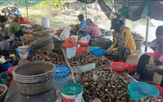 Các hộ nuôi hàu ở Quảng Ninh gặp khó vì thiếu quy hoạch