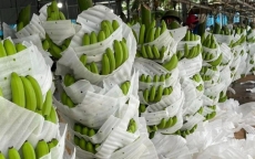 Nông sản tỷ USD Việt Nam đang xuất khẩu Trung Quốc