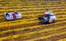 Thời cơ lớn cho ngành hàng lúa gạo Việt Nam