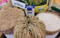 Việt Nam có 5 doanh nghiệp trúng thầu cung cấp gạo cho Indonesia