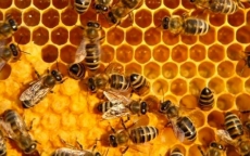 Thực hư mật ong dùng chữa bệnh và làm đẹp nhiều nguy cơ nhiễm thuốc trừ sâu