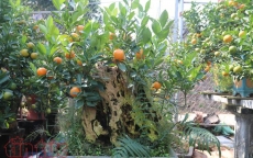 Quất bonsai dáng “độc, lạ” đón Tết Nguyên đán Mậu Tuất