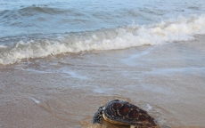 Thả rùa con rùa cực quý về biển