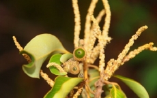 Phát hiện loài thực vật mới ở Vườn Quốc gia Vũ Quang