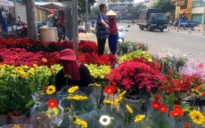 Hoa cảnh, cây kiểng trưng Tết 'tràn' về phố Sài Gòn