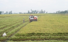 Lúa gạo giảm giá mạnh những ngày cận Tết