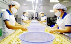 Giá điều thô các nước tăng ảnh hưởng đến xuất khẩu điều của Việt Nam