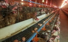 Thu tiền tỷ nhờ nuôi gà siêu trứng theo tiêu chuẩn VietGAP