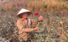 Làm giàu ở nông thôn: Tỷ phú hoa hồng đất Chiềng An