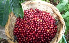 Giá nông sản hôm nay 21/3: Giá tiêu giảm tiếp 2000 đồng/kg, giá cà phê lặng sóng