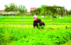 Cô sinh viên xứ Quảng và ước mơ trồng rau sạch kết hợp du lịch