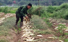 Vụ 'hàng trăm tấn rau củ bị chặt bỏ là... không nhiều': Vô cảm với người nông dân