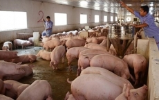 Giá thịt lợn lại giảm mạnh, hộ chăn nuôi đồng loạt treo chuồng