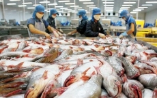 Hoa Kỳ áp thuế chống bán phá giá cá tra cao: Mục tiêu xuất khẩu gặp khó?