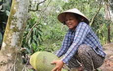 Trộm ‘canh’ vườn mít Thái