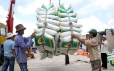 Xuất khẩu gạo tăng mạnh: Chưa kịp mừng đã dậy mối lo