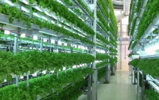 Tiêu chí công nhận doanh nghiệp nông nghiệp công nghệ cao