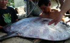 Bắt được cá “khủng” cực hiếm, ngư dân Huế đem tặng bảo tàng