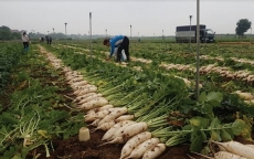 Đổi mới chuỗi cung ứng: Có giảm thiểu tình trạng “giải cứu” nông sản?