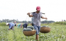 Quảng Nam kêu gọi công viên chức 'giải cứu' 1.300 tấn dưa hấu