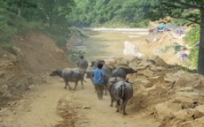 Lào Cai: Ai “nâng barie” cho hàng trăm con trâu qua đường “tiểu ngạch” sang Trung Quốc mỗi ngày?