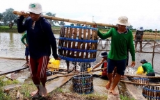 Vượt rào cản thương mại, cá tra Việt Nam vẫn 'bơi' ra thế giới