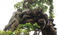 Xôn xao “cây Thạch Sanh” được bán giá hơn 4 tỉ ở Hải Dương