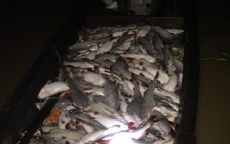 Khu vực cá bè chết hàng loạt trên sông La Ngà có khí độc vượt chuẩn