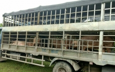 Hãi hùng cung đường nhập lậu thịt lợn 'bẩn' giá rẻ từ Trung Quốc