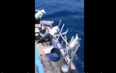Phẫn nộ với đoạn video của ngư dân phóng lao giết cá heo