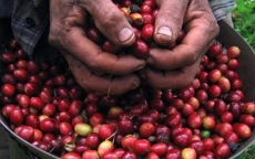 Giá nông sản hôm nay 18/6: Giá cà phê, giá tiêu cùng đứng yên, chưa có dấu hiệu khởi sắc