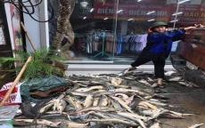 Lai Châu: Bị mưa lũ 'đánh úp', dân phải bán cá tầm giá 60.000 đ/kg
