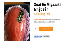 1,7 triệu đồng một trái xoài Nhật bán tại Việt Nam