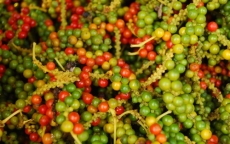 Giá nông sản hôm nay 2/7: Cà phê đóng băng chờ giá, giá tiêu vẫn thấp kỉ lục