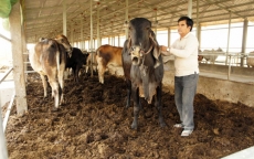 Chăn nuôi dùng đệm lót sinh học: Không mùi hôi, thu nhập tăng 50%