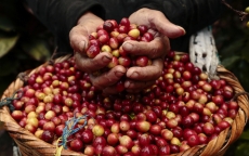 Giá nông sản hôm nay: Cà phê, tiêu cùng tăng nhẹ nhưng chưa thoát đáy