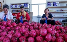 Trung Quốc thu hoạch rộ thanh long, trái 'rồng' Việt đi đâu về đâu?