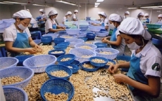 Các doanh nghiệp ngành điều “đói” vốn và không chủ động nguyên liệu