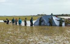 Nông dân thiệt hại nặng vì mưa dầm