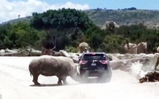 Tê giác điên cuồng tấn công ôtô ở Mexico