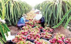 Trái cây đặc sản Việt Nam thâm nhập mạnh vào thị trường Mỹ