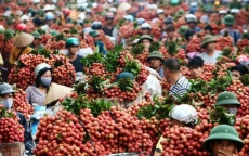 Trung Quốc mua 91% lượng quả vải Việt Nam, giá chỉ hơn 9.300 đồng/kg