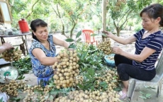 Người trồng nhãn Hưng Yên lên tiếng về thông tin nhãn 4.000 đồng/kg